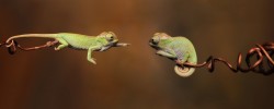 Flying-lizard-hd-wallpaper Flying-lizard-hd-wallpaper