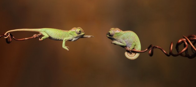 Flying-lizard-hd-wallpaper