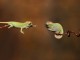 Flying-lizard-hd-wallpaper