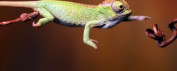 REPTILOMANIA+ REPTILOMANIA+